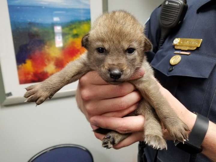 Ao ser encontrado, o coiote foi confundido com um filhote de cachorro