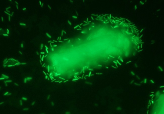 Bactéria de cogumelo produz enzimas que fabricam biobutanol