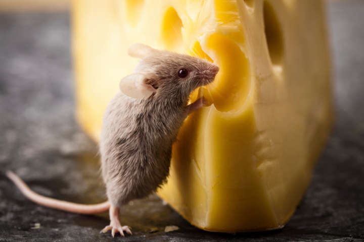 Ratos tiveram uma dieta rica em gordura e mesmo assim não engordaram