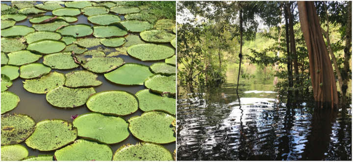 A vegetação realmente é o forte da viagem pela região Amazônica