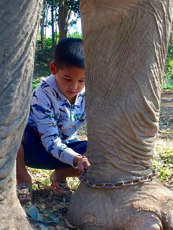 A chegada do animal contou com registros emocionantes