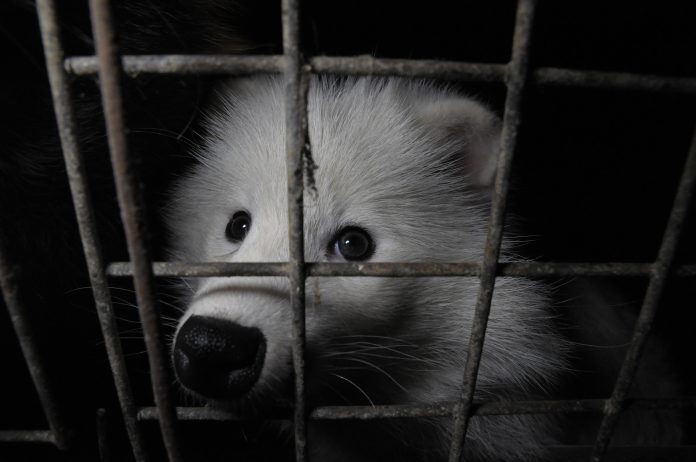 A produção de vestimentas com pele viola direitos dos animais