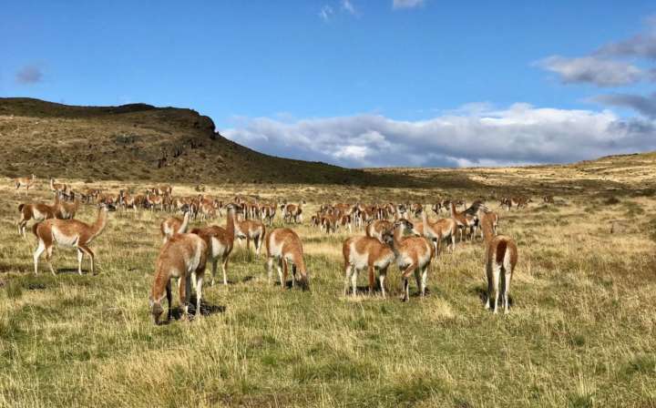 Durante a trilha Hunters é possível topar com muitos guaiacos (foto Andrea Miramontes/ Lado B viagem)