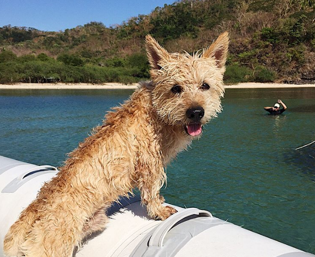 Após a morte do cão, a tutora fez um alerta sobre os danos do plástico