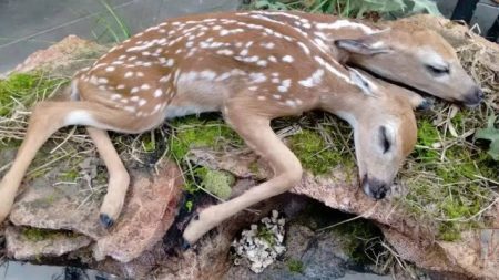 ‘Bambi’ de duas cabeças impressiona pesquisadores