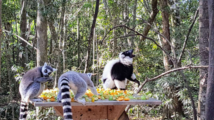 Santuário abriga mais de 700 macacos de 11 espécies na África do Sul