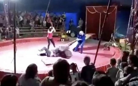 Urso é espancado em circo na Rússia