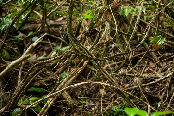 Ayahuasca é feita com cipó e folhas de plantas amazônicas