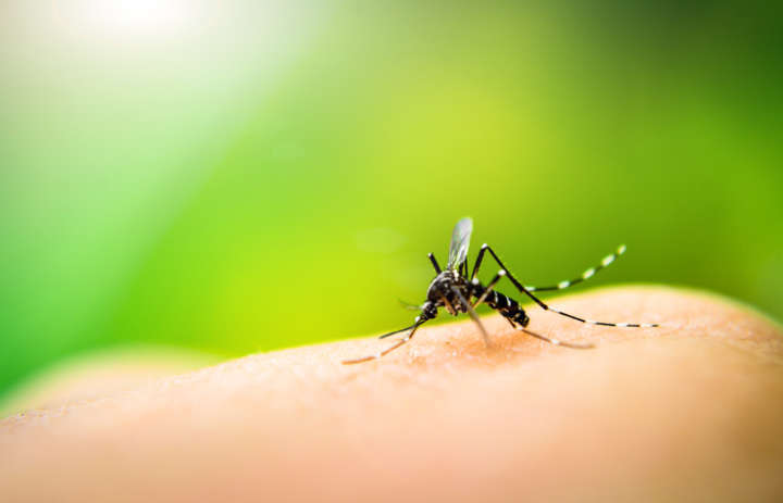 Anvisa informa sobre repelentes contra o mosquito da dengue