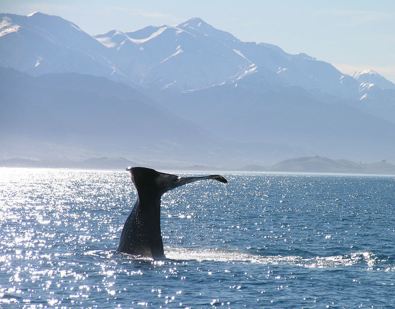 Observação de baleias em Kaikoura