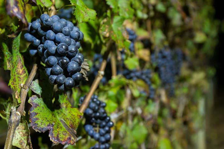 O visitante colherá a uva fina Cabernet Franc