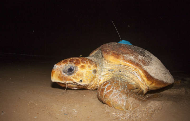 Tatuapara é uma tartaruga-cabeçuda (Caretta caretta) monitorada desde 2006 pelo Projeto