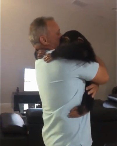 O vídeo mostra a alegria e a surpresa do chimpanzé ao ver o antigo tutor, Jorge