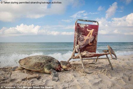 Tartaruga marinha rara foi achada morta em praia dos EUA