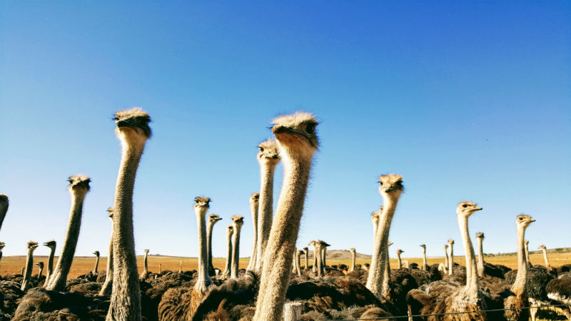Os avestruzes são a principal fonte de renda da região de Oudtshoorn, na África do Sul