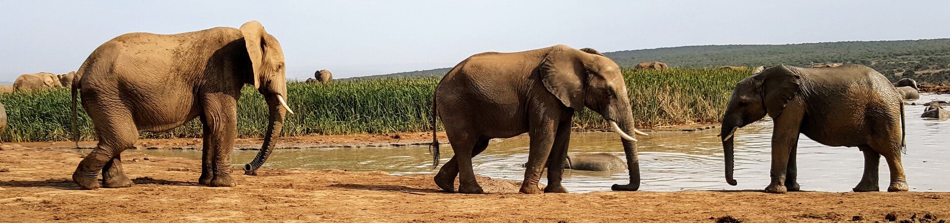 O Addo Elephant abriga mais de 600 animais