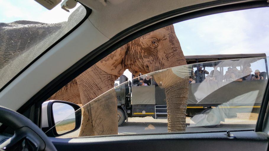 Os elefantes já estão acostumados com a presença de automóveis transitando entre eles