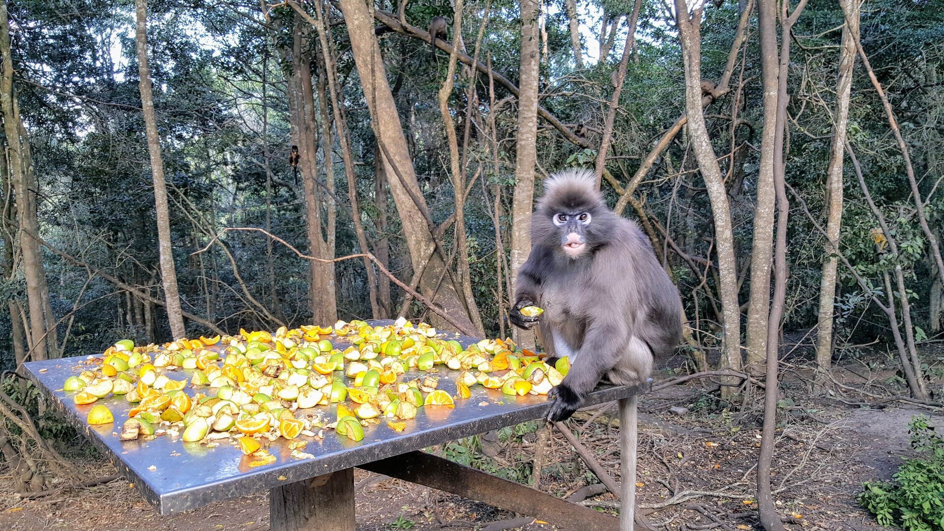 Santuário abriga mais de 700 macacos de 11 espécies na África do Sul