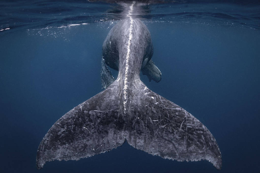A foto de um filhote de baleia jubarte rendeu a japonesa Reiko Takahashi o Grand Prize no concurso “Fotógrafo de Viagens do Ano, da revista “National Geographic”
