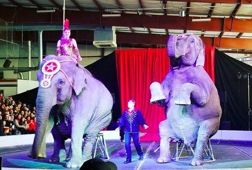 Os elefantes foram flagrados sendo maltratados no palco do circo