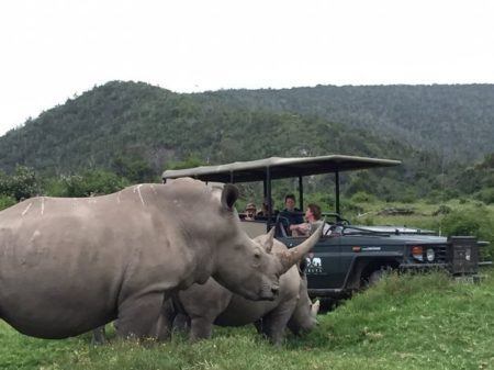 Caçadores devorados por leões foram atrás de chifres de rinocerontes