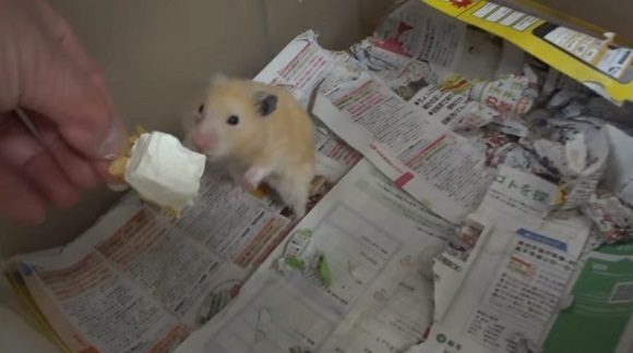 Os internautas alegam que os hamsters sofrem abusos