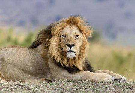Leões devoraram caçadores em reserva na África do Sul