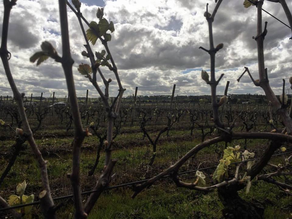 Vista dos parreirais da Lucca Wines, em Canelones