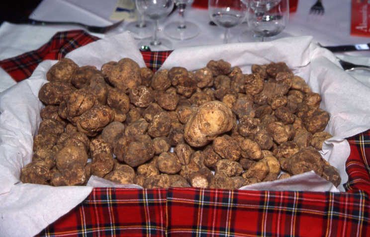 As famosas trufas brancas da Toscana