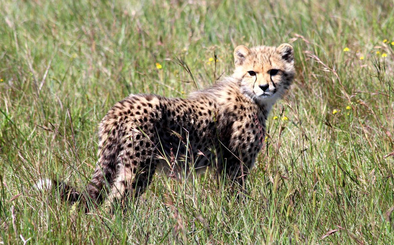 Cheetah durante safári na África do Sul