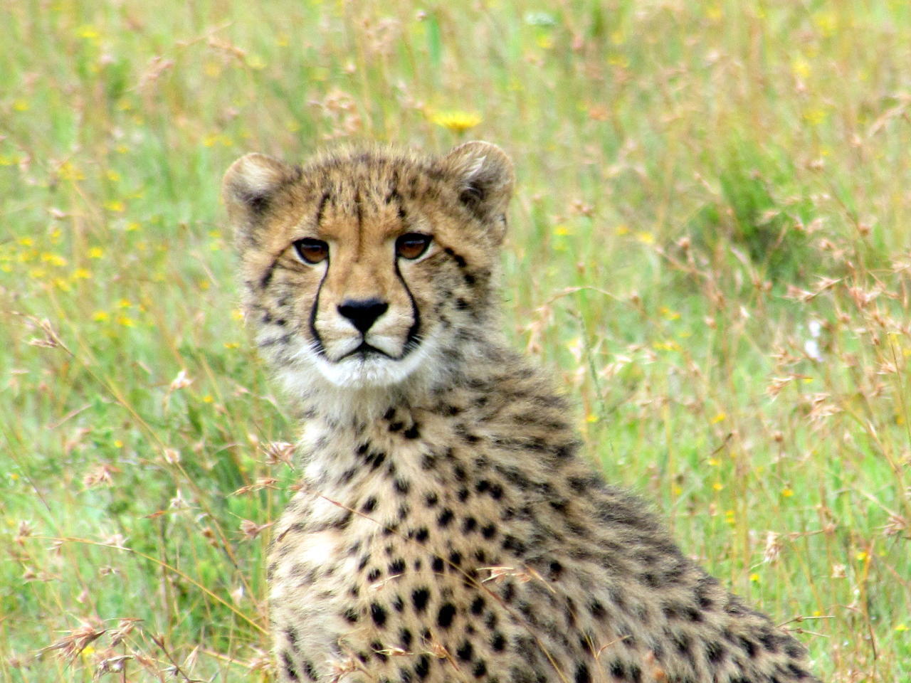 Cheetah que, com sorte, pode ser fotografada durante o safari