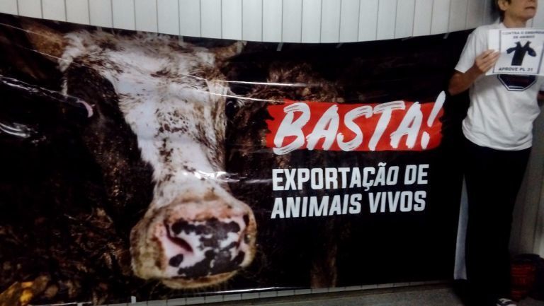Entenda o que diz a proposta que quer proibir a exportação de animais no Brasil