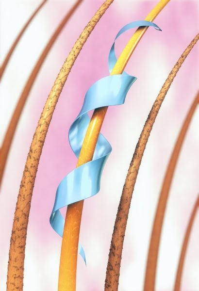 Os fios são compostos de proteínas, predominantemente queratina. A camada externa do fio é chamada de cutícula e age na proteção e no brilho do cabelo, enquanto o córtex, situado na parte interna, proporciona força, elasticidade e permeabilidade.