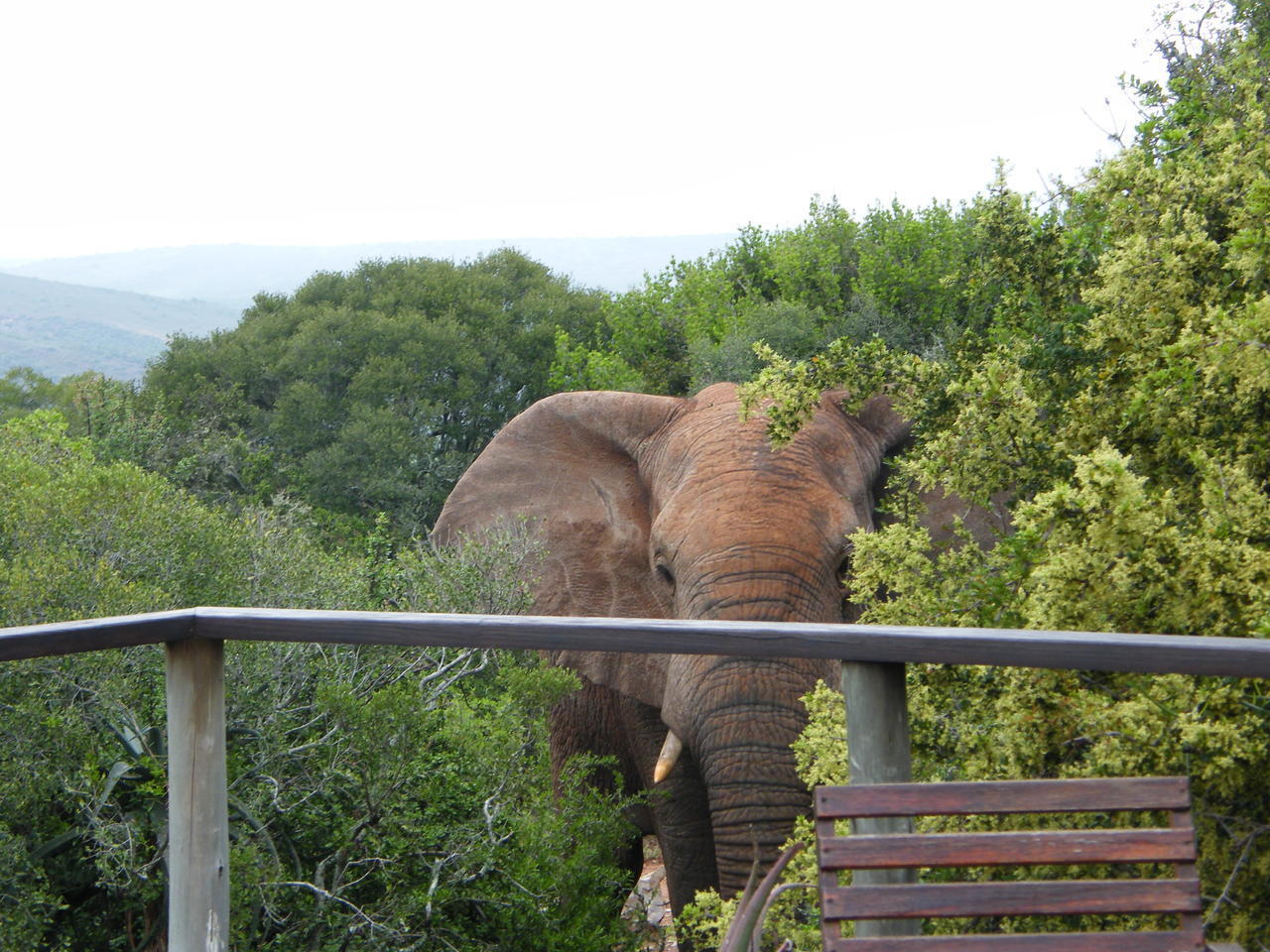 Com sorte, elefantes passam pela varanda onde é servido o café da manhã