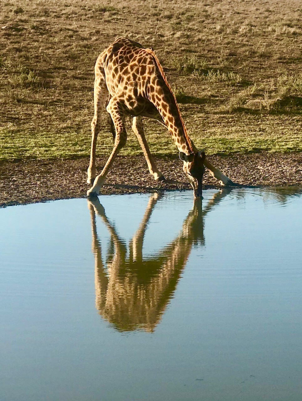 Uma girafa prenha resolveu beber água bem na nossa frente!