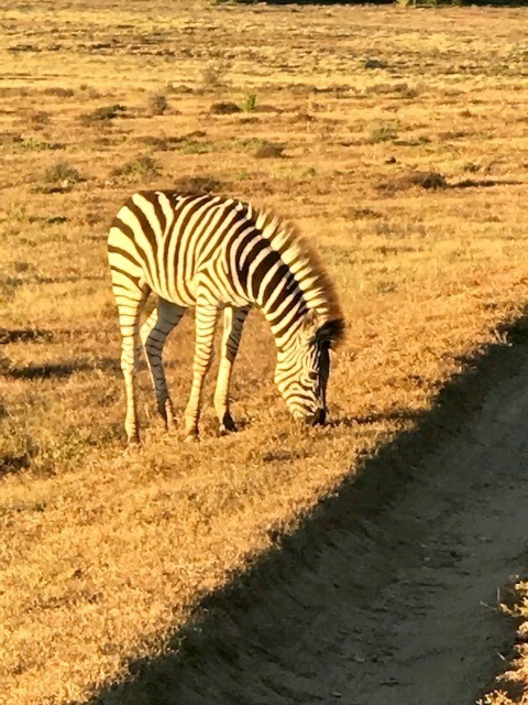 Zebra fotografada durante o safari na Amakhala, reserva sul-africana