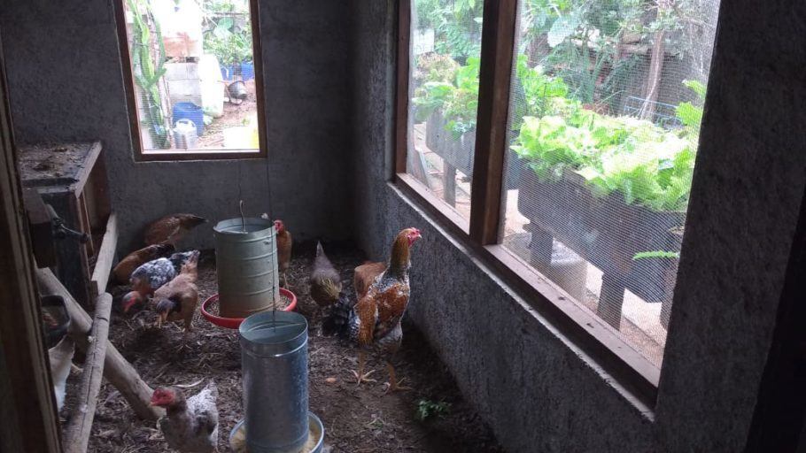A criação de galinhas abastece a compostagem da terra da horta