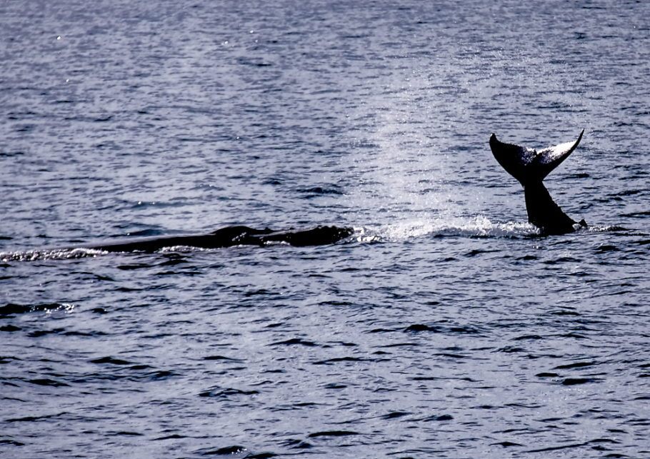 Baleia jubarte em Abrolhos