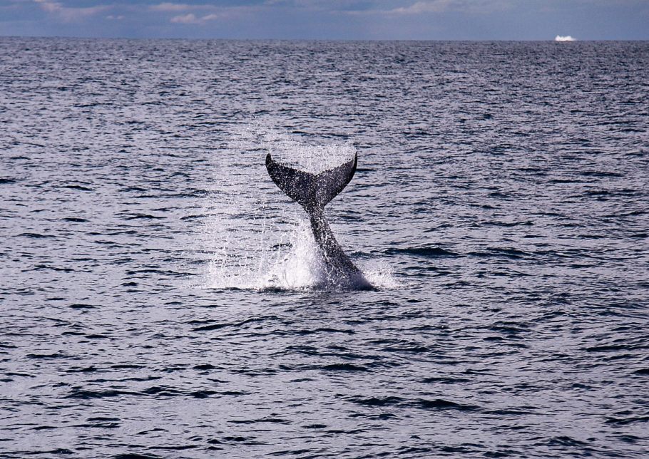 Baleia jubarte se exibe para turistas em Abrolhos