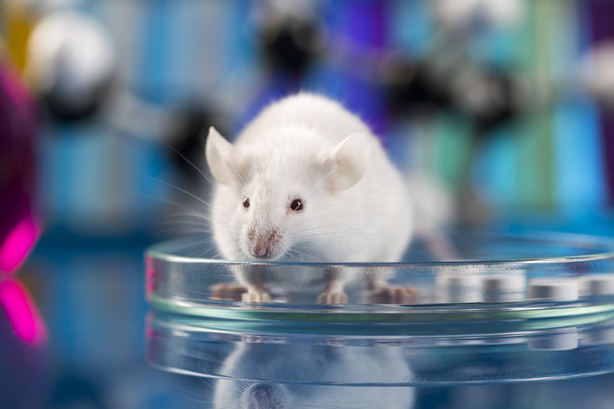 Ratos que seguiram a dieta com vegetais escuros tiveram menos tumores