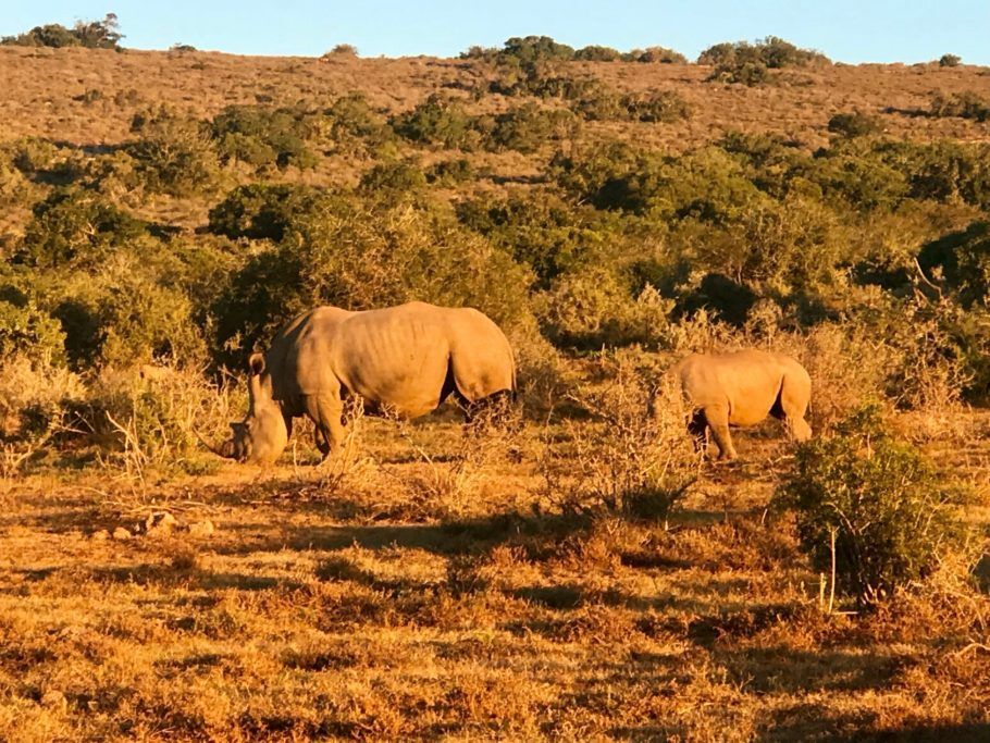 Rinocerontes precisam de seguranças armados 24 h para evitar que sejam mortos