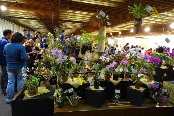 AOSP celebra a primavera com a 99ª edição da exposição de orquídeas