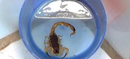 Bebê de 3 dias sobrevive após levar 7 picadas de escorpião na BA