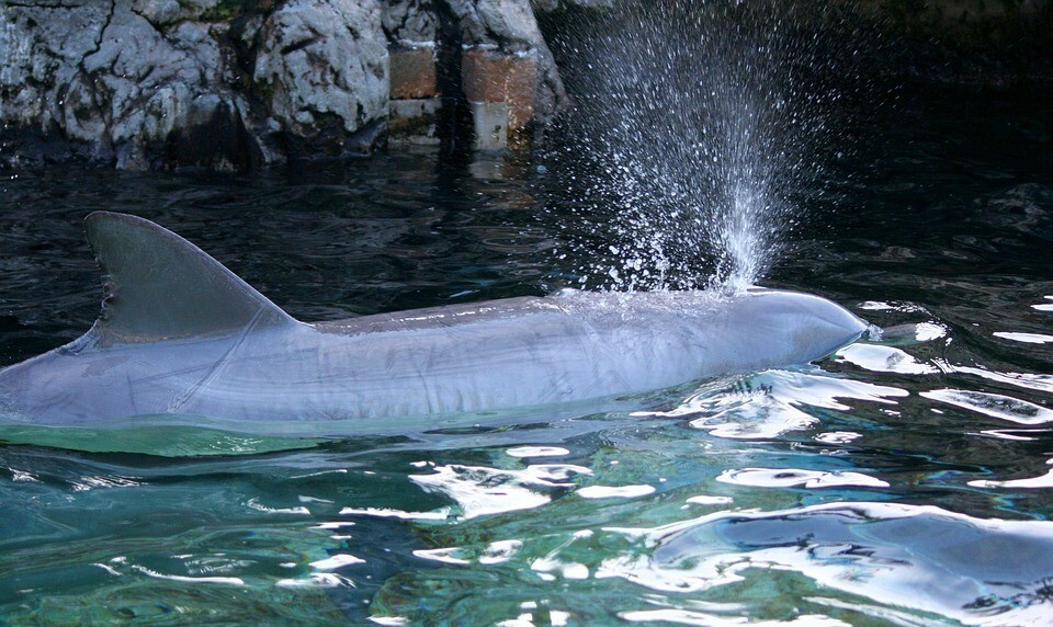 O caso ocorre em Inubosaki, aquário desativado na cidade de Choshi, no Japão
