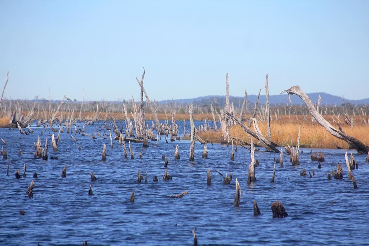 Área inundada pelo oceano após o sismo de 1960, formando o Bosque Hundido, ou bosque afogado