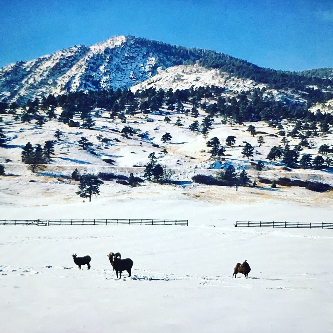 Paisagens de inverno no Colorado