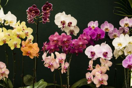 Instituto Acqua promove a Mostra de Orquídeas, Cactos e Suculentas nos dias 29 e 30 de setembro, sábado e domingo