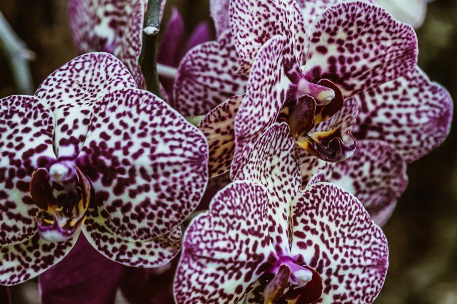 Mais de 1.000 orquídeas estão expostas