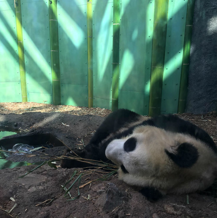 Fofura extrema dos pandas gigantes no Calgary Zoo