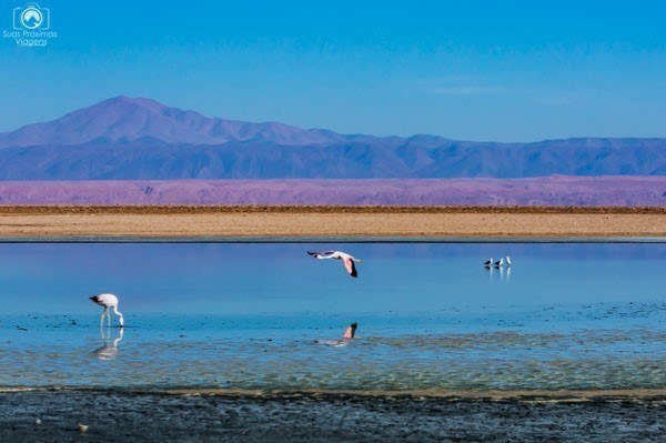 Vista da laguna Chaxa com seus flamingos